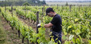 domaine du Haut Bellay